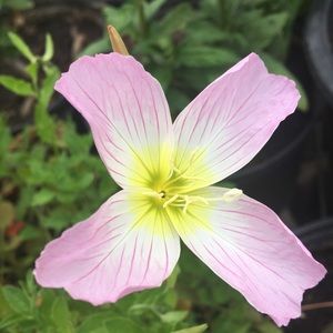 Meet your Posher, Greg